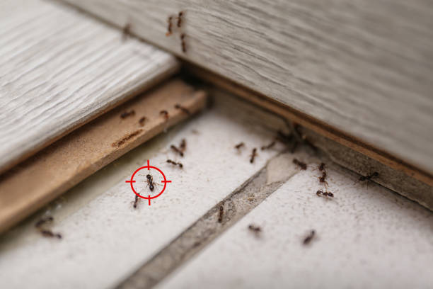 Flea Control Services in Marion, KS